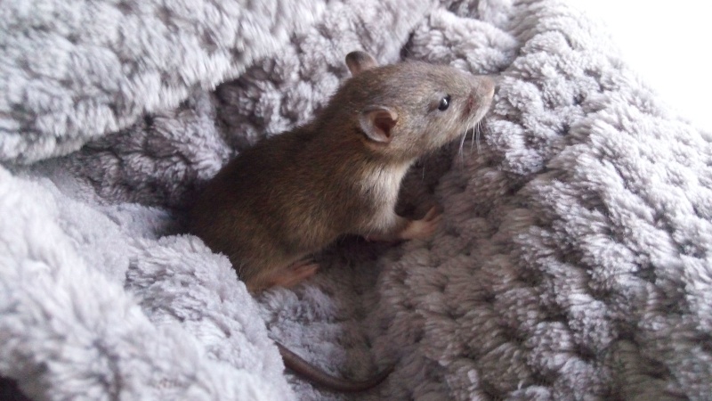 urgent bébés rats en danger  Img_2010