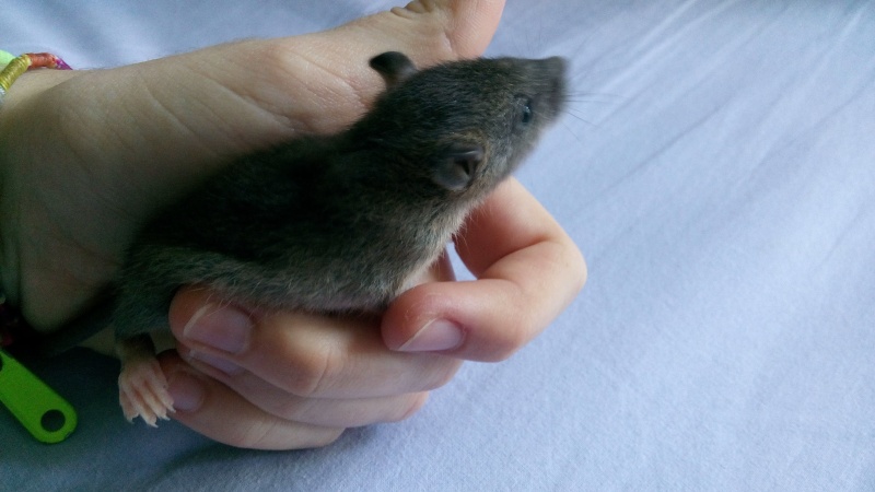 urgent bébés rats en danger  Img_2012