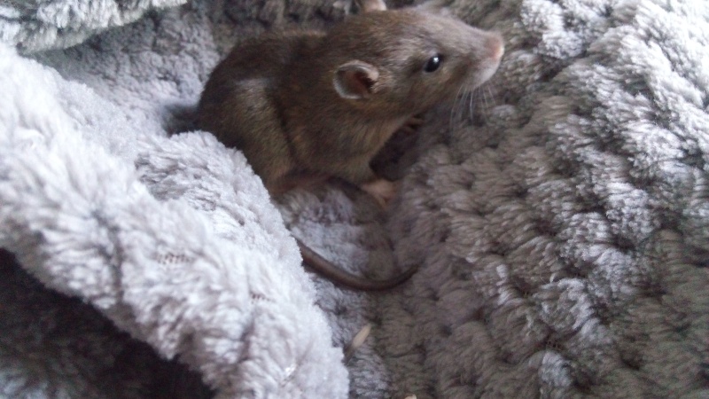 urgent bébés rats en danger  Img_2013