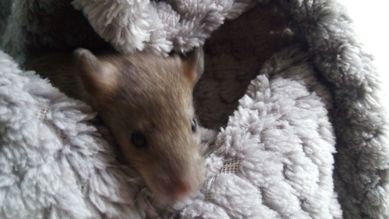 urgent bébés rats en danger  Img_2014