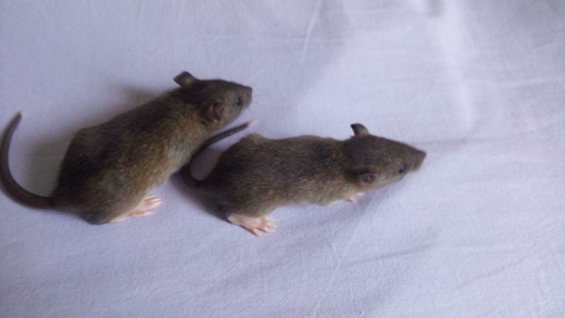 urgent bébés rats en danger  Img_2015
