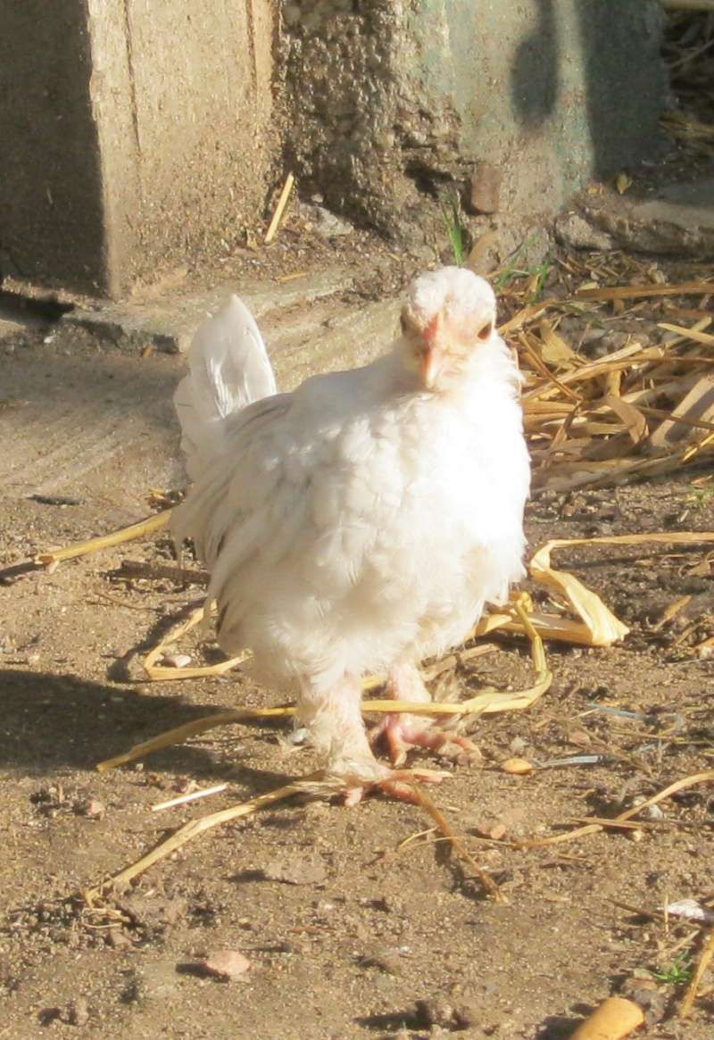 différence de couleur de poussins Img_1615