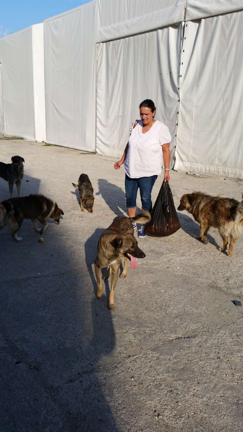 Cagnotte pour aider Alis et ses chiens ( Bucarest - Roumanie )  - Page 7 20150822