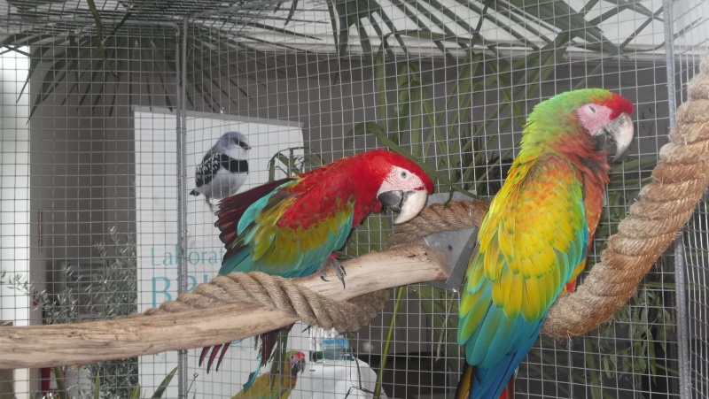 Bourse aux oiseaux et expo 2015-036