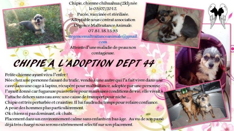 CHIPIE - Chihuahua - 07/2012 - UMA (44) Chipie11