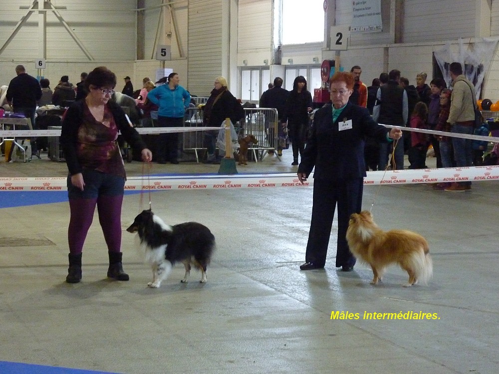 Expo Metz,  1/11 2015. (avec Joséphine, tibia cassé, en visiteuses?) Metz_012