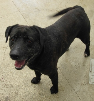 sos pour TAOo - x labrador noir 13 ans  (2 ans de refuge)- SPPA à Amiens (80) Tao112