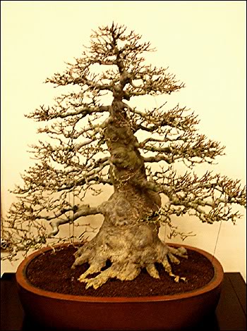 American Bonsai at the NC Arboretum - Page 23 10_bon10