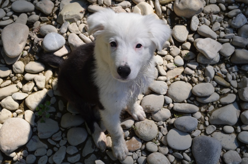 berger - Kinaï, petit Berger Australien x Border Collie - Page 3 Dsc_0010