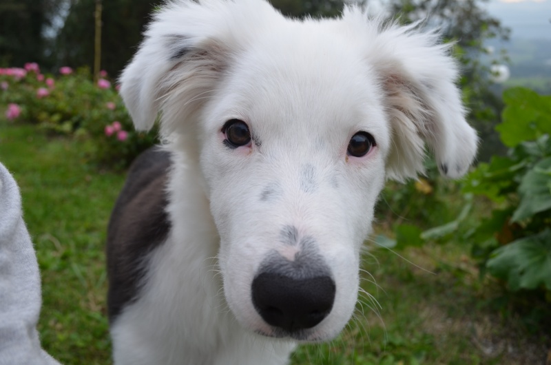 berger - Kinaï, petit Berger Australien x Border Collie - Page 3 Dsc_0015