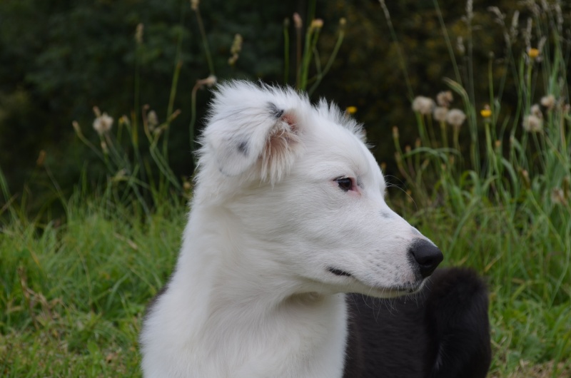 berger - Kinaï, petit Berger Australien x Border Collie - Page 3 Dsc_0017