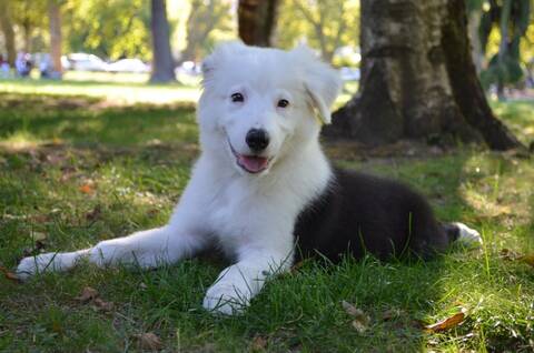 Kinaï Petit Berger Australien X Border Collie Page 4