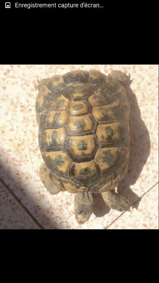 Urgent tortue d'une amie ressemble à une horsfieldii/graeca 11947410