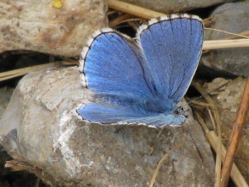 [Lysandra bellargus] L'Argus bleu céleste Juin_210
