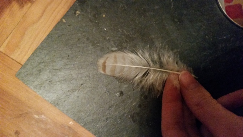 une petite plume en bas de chez moi  20151015