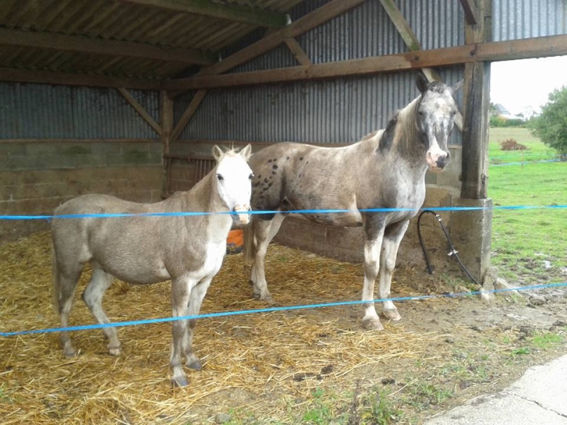 FRIPON - Welsh Pony né en 1993 - adopté en juillet 2015 par Claire 12096214