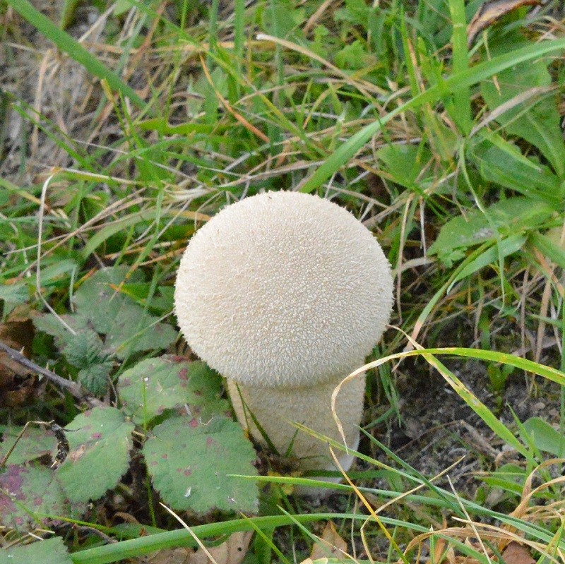 champignons, qui est il ? 31-10-11