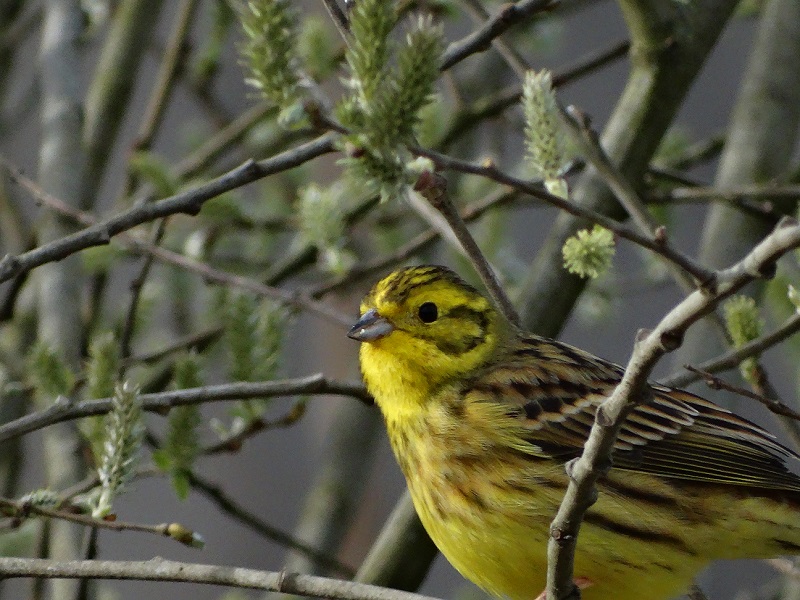 serin cini ou bruant jaune ??? Bruant11