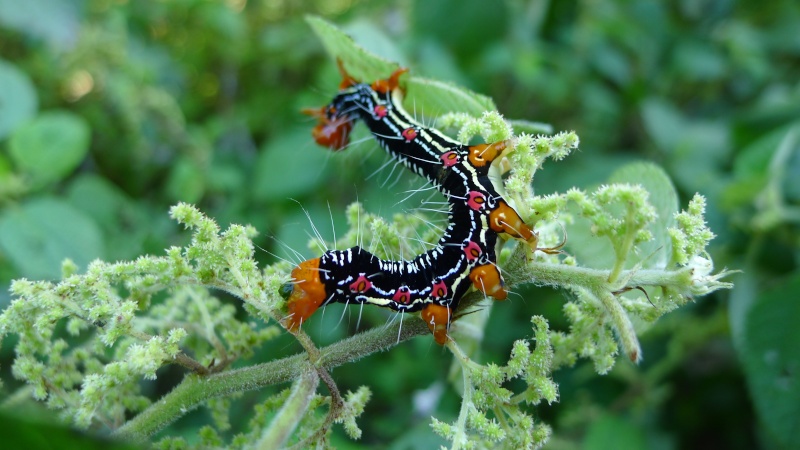 Chenille tremblante du Japon P1140712