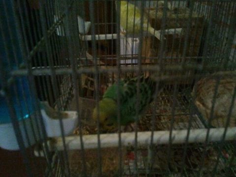 Pet Alert : Oiseaux trouvé ! 11933410