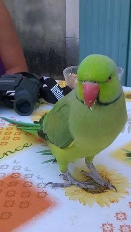 Pet Alert : Oiseaux trouvé ! 11986910