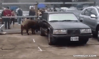 Voiture, créature et Oklahoma… Giphy10