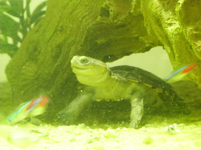Reese la Pelomudusa lensoise P1010217