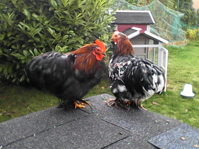 Coq PEKIN Img_2012