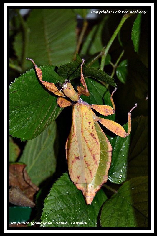 Phyllium - Phyllium tobeloense "Galela" (P.S.G n° ???) Phylli17