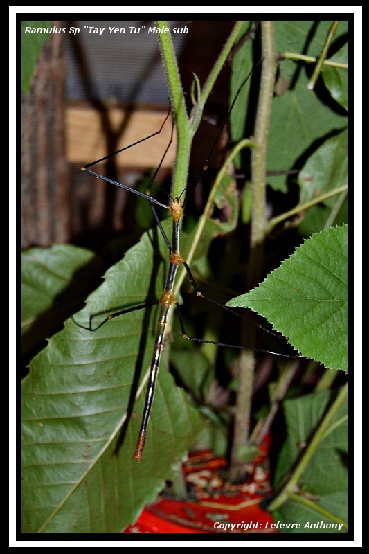 Ramulus sp "Tay Yen Tu" (P.S.G. N° ???) Ramulu11