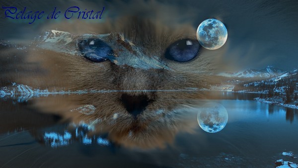 Lune d'eau la jeune chatte au petit talents Sans_112