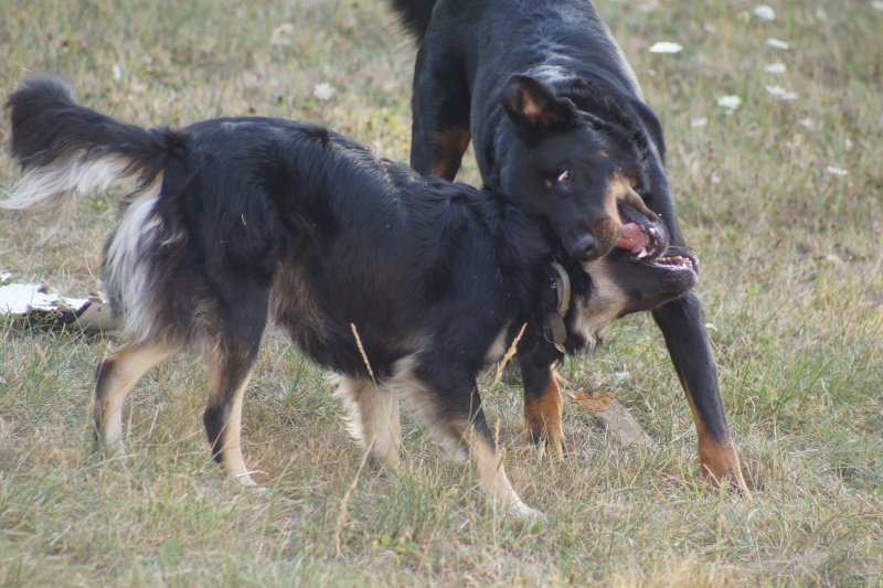 KEMAL mâle type beauceron né en 2011(estimation) - Page 2 Dsc07610