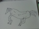 Croquis cheval