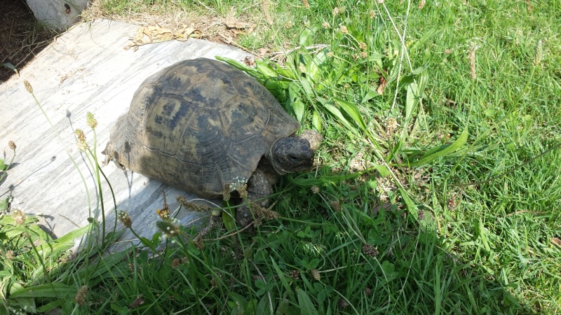 Identification tortue terrestre  20150810