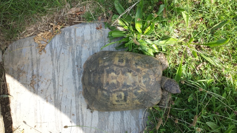 Identification tortue terrestre  20150811