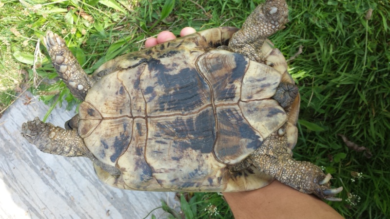 Identification tortue terrestre  20150812