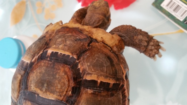 je crois que ma tortue grandit trop vite et mal Craque10