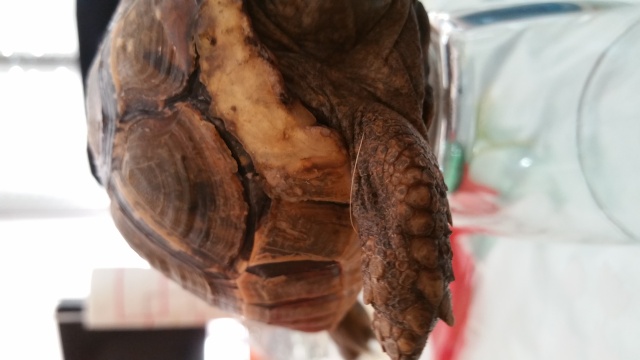 je crois que ma tortue grandit trop vite et mal Craque11