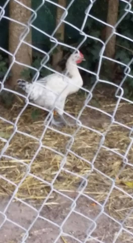 comment reconnaître une poule d'un coq  11954811