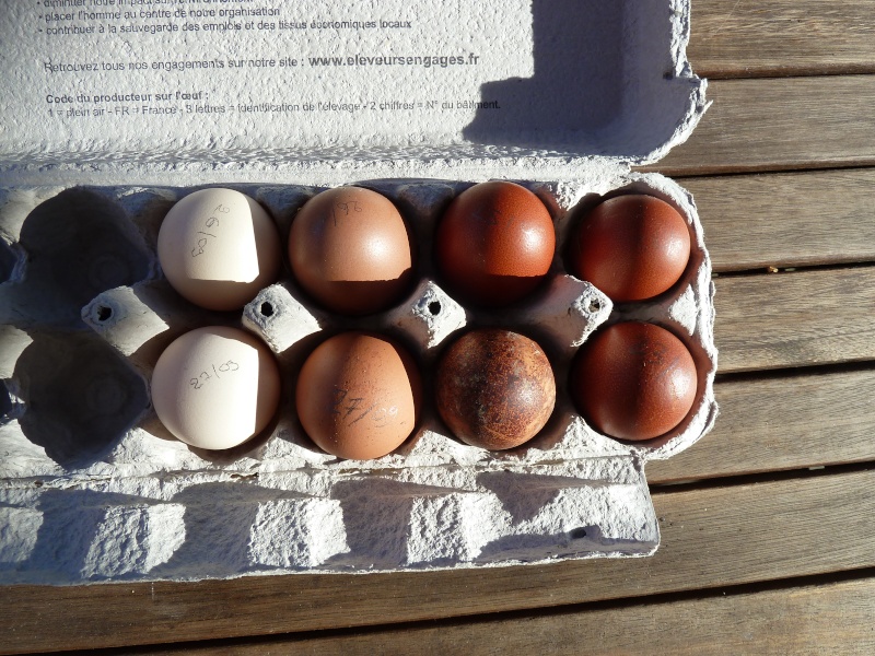 Oeuf tout nu! & oeuf sans coquille