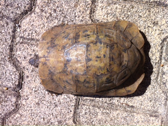 Besoin d'aide race de cette tortue Photo_13