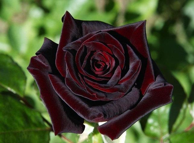 Rose Rose_b11