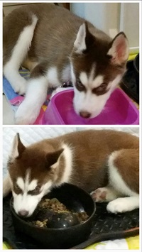 Husky water bowl sale