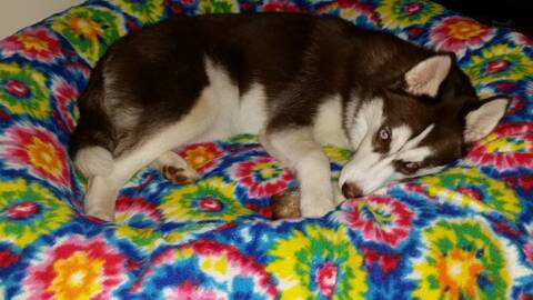 Puppy pees in crate and lays in it best sale