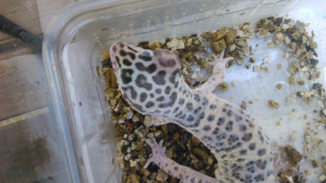 problème gecko leopard Gecko110