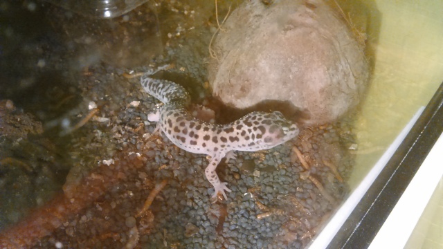 problème gecko leopard Gecko13