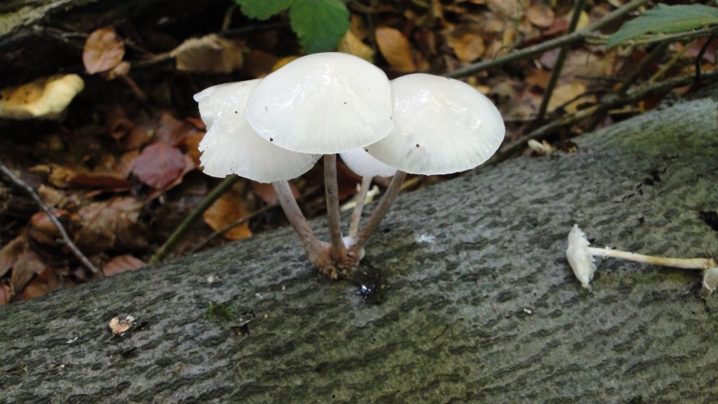 Quel est ce champignon? Oudema10