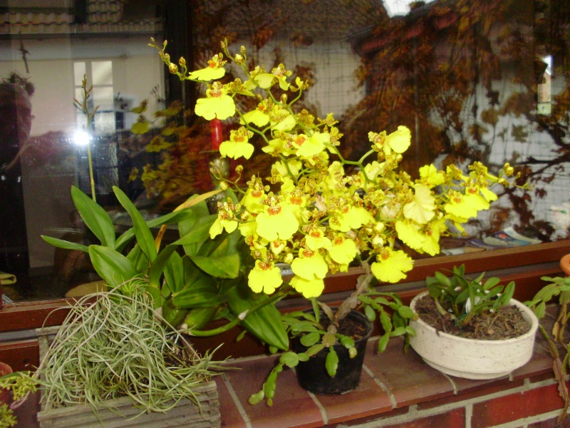 Orchideen 2011 - 2015 Teil 1 - Seite 95 Pa050213