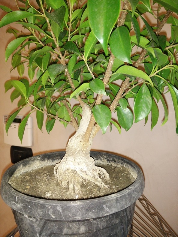 Impostazione Ficus  Ficus_12