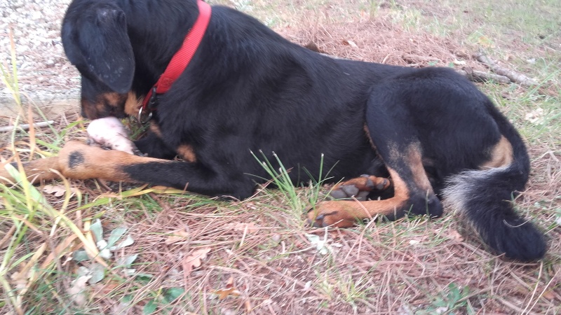 Balboa beauceron Né en juillet 2014  - Page 3 20151019